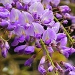 wisteria meaning