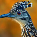 Roadrunner spiritual meaning and symbolism in Southwestern cultures